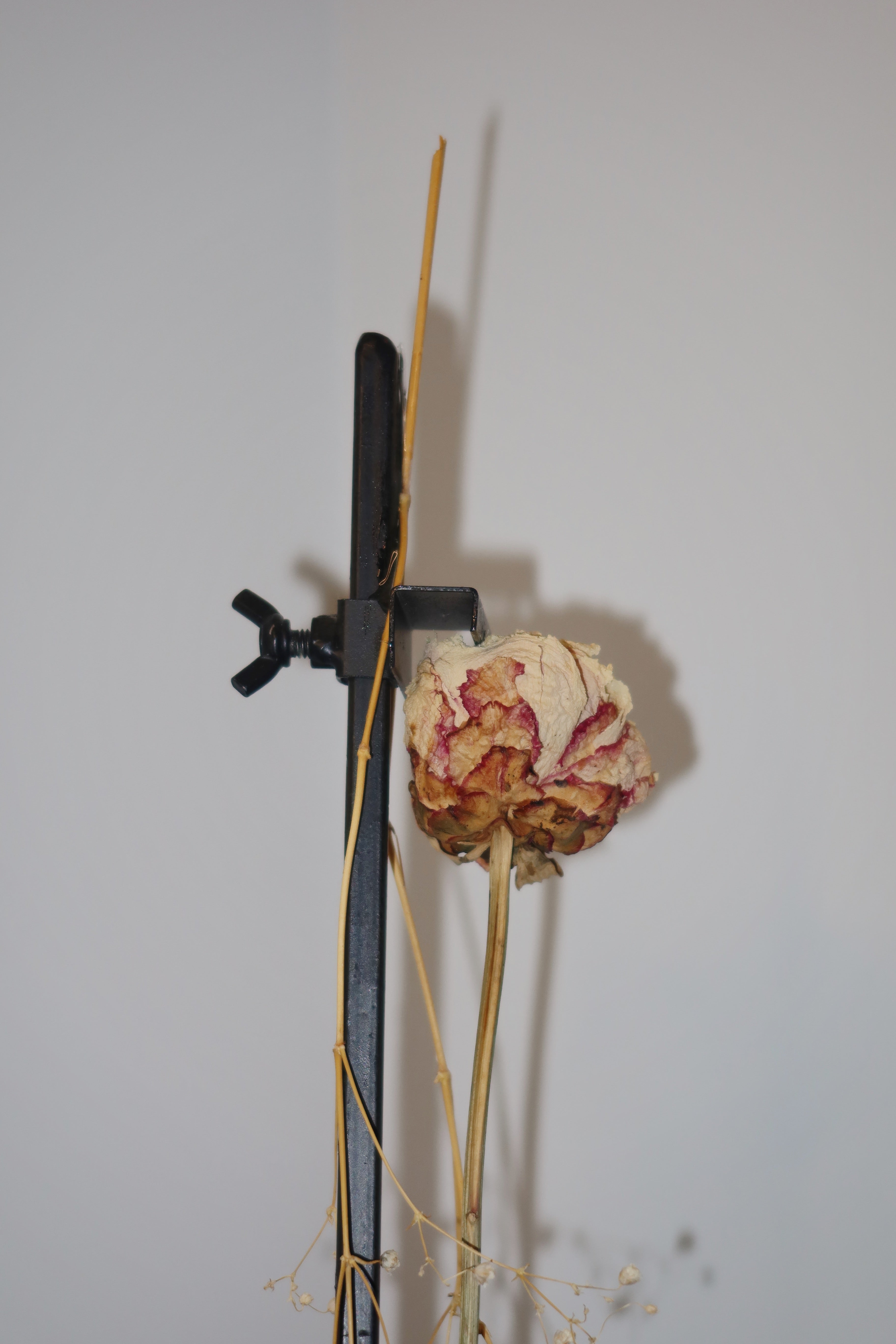 Exposed, up-close decorative plant sculpture. A peony standing because of the metal easel supporting it, against a white background