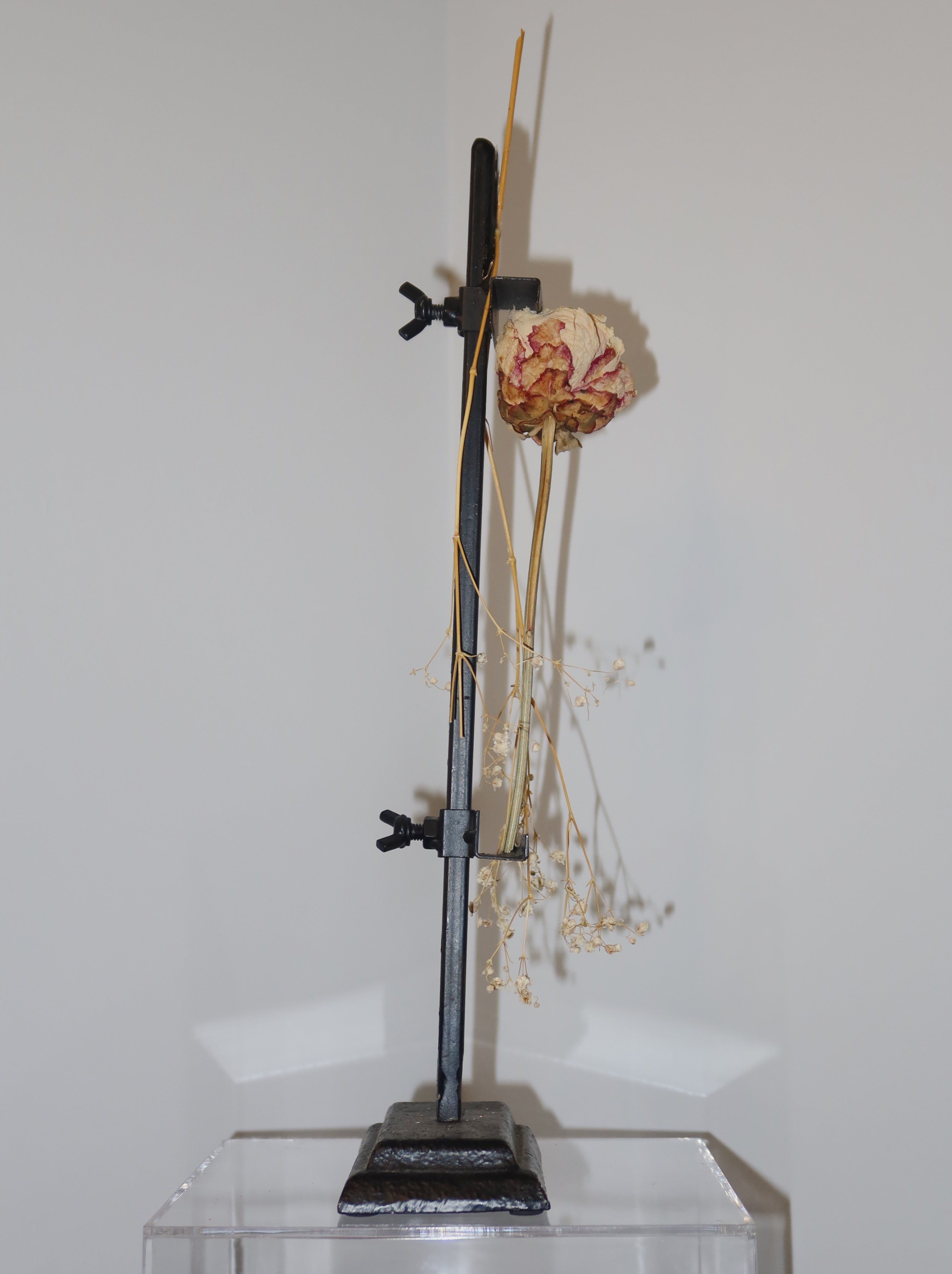 Exposed, decorative plant sculpture. A peony standing because of the metal easel supporting it, against a white background