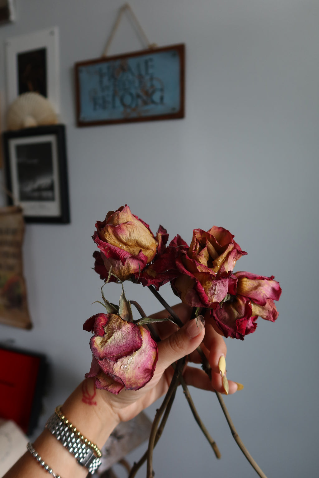 Dried pink-yellow roses