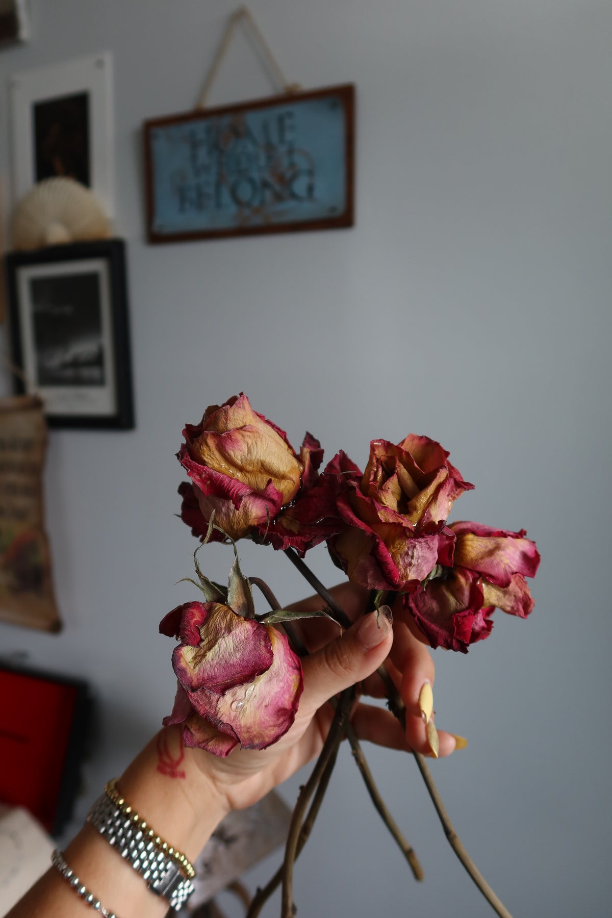 Dried pink-yellow roses